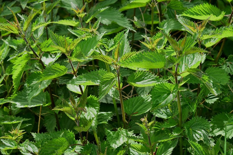 Multi-Blade Herb Scissors